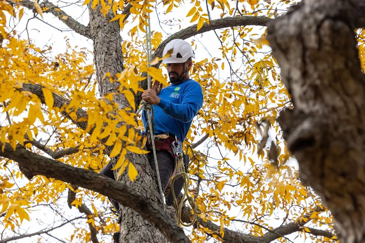 Skilled Tree Pruning crew working in Revere